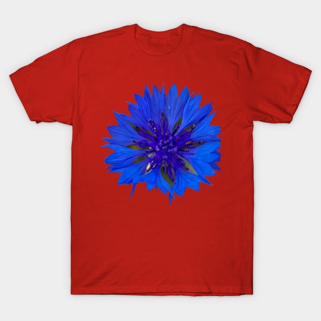 Cornflower Royal Blue Flower T-Shirt by ellenhenryflorals